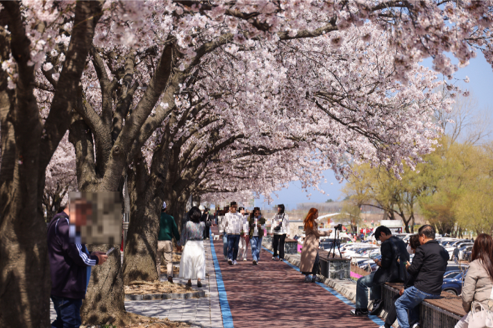 양양 남대천에 핑크빛 물결…4월 4일 '2026 벚꽃축제' 개막