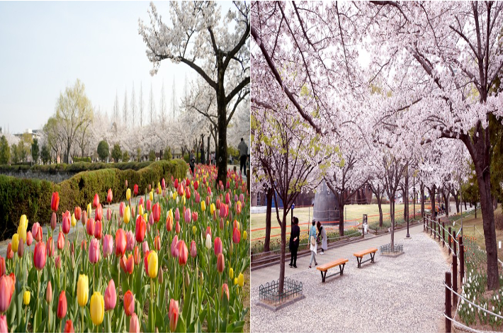 튤립(왼쪽)과 벚꽃. 김해시 제공