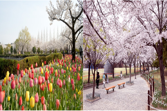 튤립(왼쪽)과 벚꽃. 김해시 제공