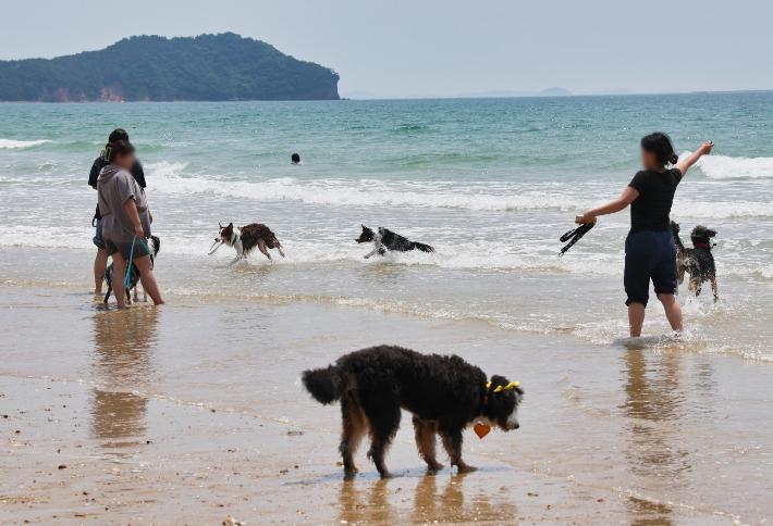 지난해 운영된 댕댕한바퀴 반려동물 해변운동회 모습. 태안군 제공