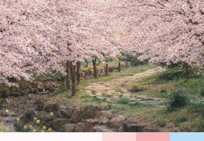 "지금이 가장 좋은" 제주의 봄을 즐기는 방법 - 뉴스 썸네일 이미지