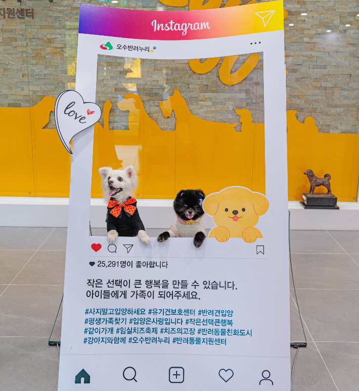 "사진 말고 입양하세요" 유기동물 입양 지원사업 홍보물. 임실군 제공