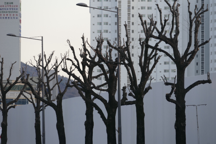 광주 동구 학동 증심사 입구역 버스정류장 근처에 심하게 가지치기가 되어있는 가로수의 모습. 광주환경운동연합 제공