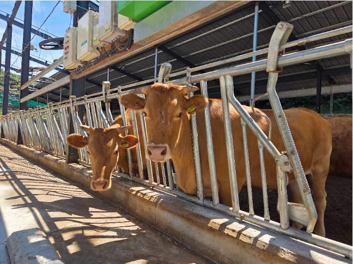 한우. 경남도청 제공 