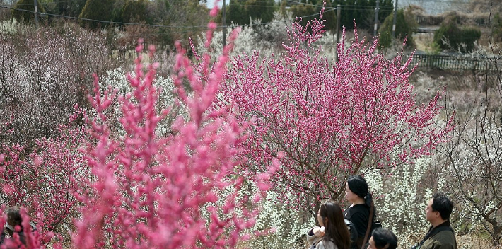 절기 경칩(驚蟄)인 지난 5일 오후 경남 양산시 원동면 원동매화마을에 매화가 활짝 피어 눈길을 끈다. 연합뉴스