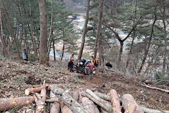 벌목 작업 중 안전사고. 강원소방본부 제공