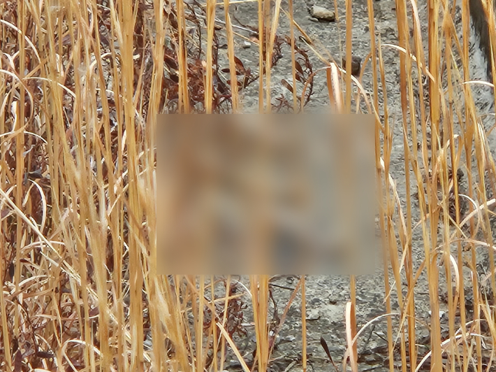 지난 15일 12·29 여객기 참사 유가족들이 전남 무안국제공항 활주로 인근을 순찰하다 인골로 추정되는 물체 여러 개를 발견했다고 주장했다. 12·29 무안공항 제주항공 여객기 참사 유가족협의회 제공