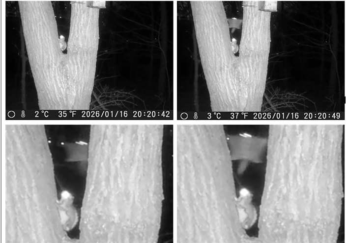 영장산 일대에서 포착된 하늘다람쥐. 성남시 제공