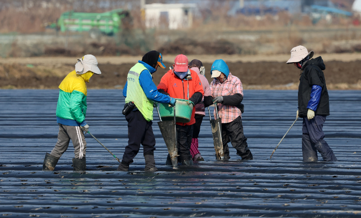 10일 강원 강릉시 송정 들녘에서 농민과 외국인 근로자들이 감자를 심고 있다. 연합뉴스