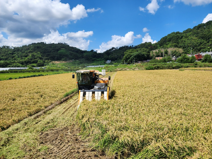 벼 수확. 전라남도 제공
