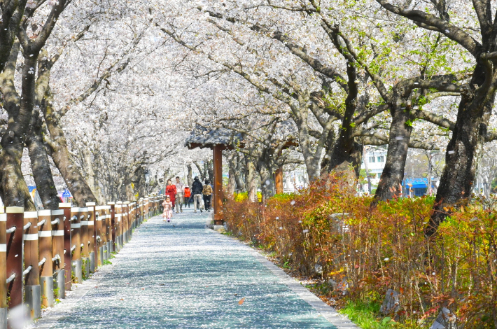전북 순창군은 4월 2일부터 5일까지 순창읍 경천로 일원에서 '제23회 옥천골 벚꽃축제'를 개최한다. 순창군 제공