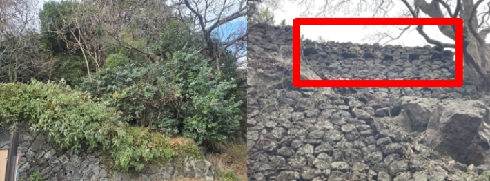 잡목 제거 후 모습을 드러낸 제주성 여장시설(사진 오른쪽). 제주도 제공