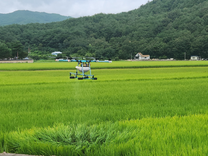 드론방제 모습. 울진군 제공