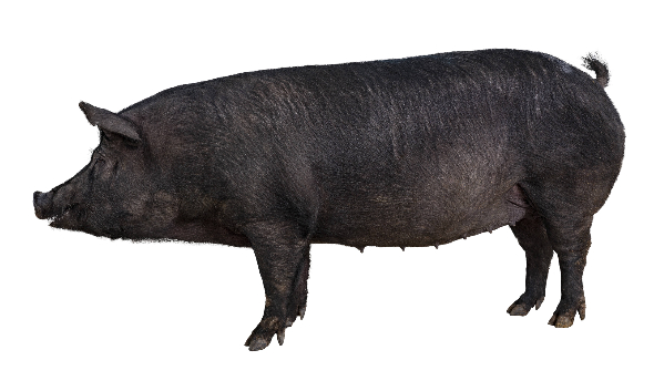 제주재래흑돼지의 육질 특성과 흑모색 유전자를 유지하면서 산업적 생산성을 높이기 위해 개발된 품종인 '난축맛돈'. 농촌진흥청 제공