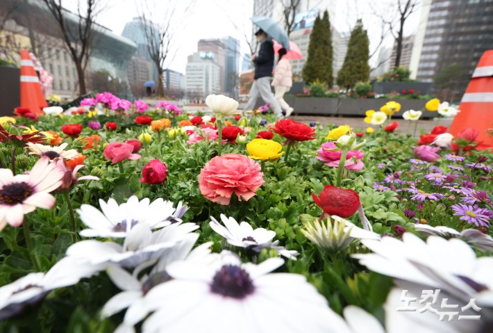 활짝 핀 꽃 사이로 봄비가..