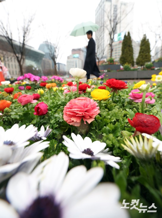 봄 재촉하는 비