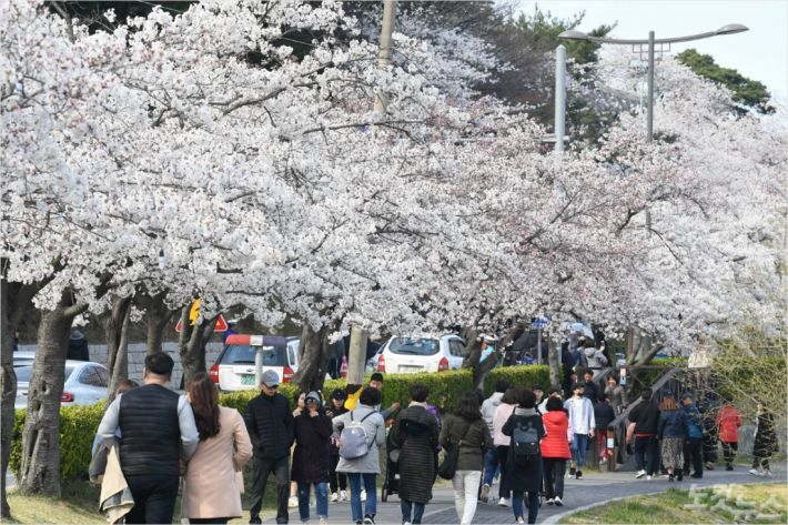 경포 벚꽃축제를 찾은 시민과 관광객들. 전영래 기자
