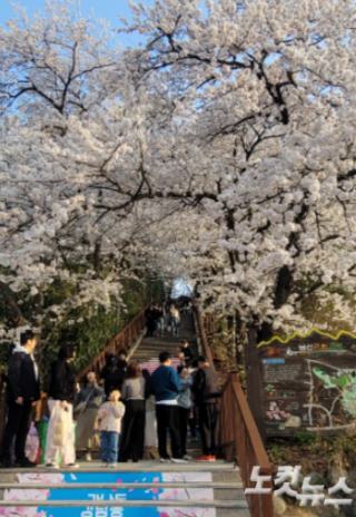 남산 벚꽃축제를 찾은 시민과 관광객들. 전영래 기자