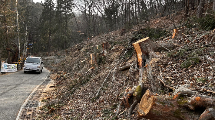 전북 전주시 완산칠봉 벌목 모습. 전북환경운동연합 제공