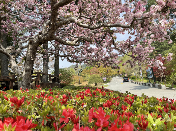 청남대 영춘제. 자료사진