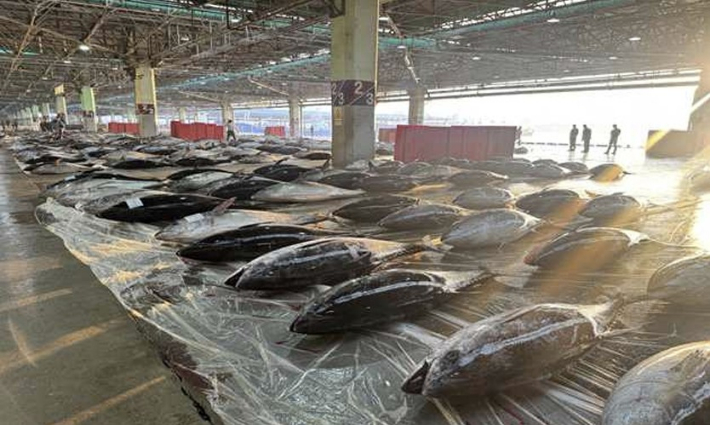 참다랑어 위판. 부산시 제공