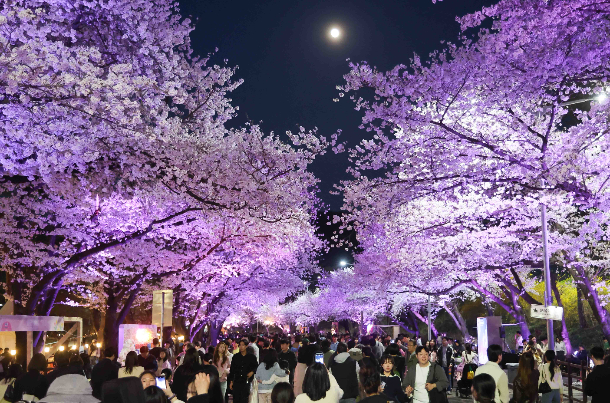 지난해 수많은 인파가 몰린 렛츠런파크 서울 야간 벚꽃축제 현장. 한국마사회 제공