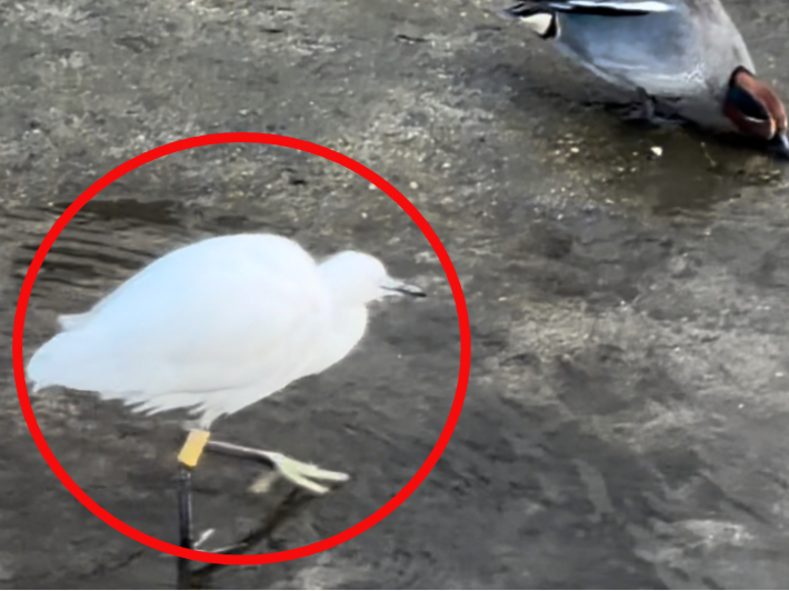 시민 제보로 목격된 백로. 대전환경운동연합 제공