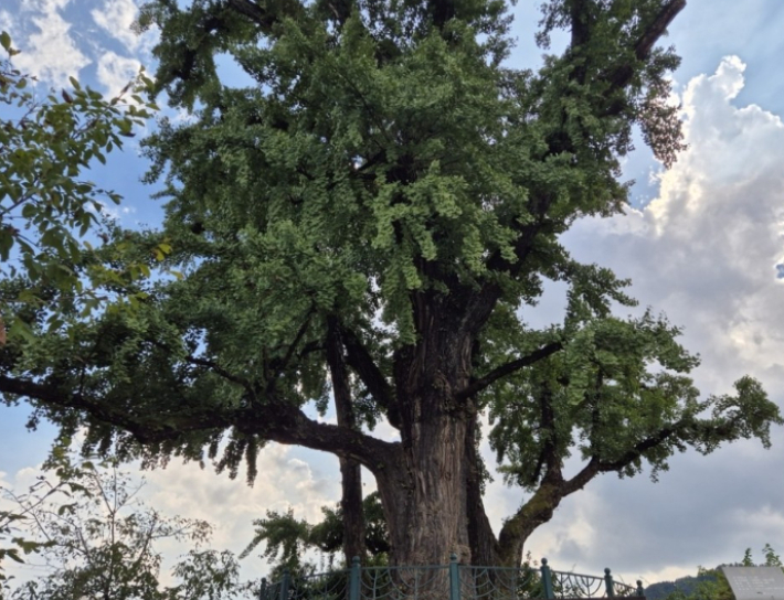영주 내죽리 은행나무. 경북도 제공