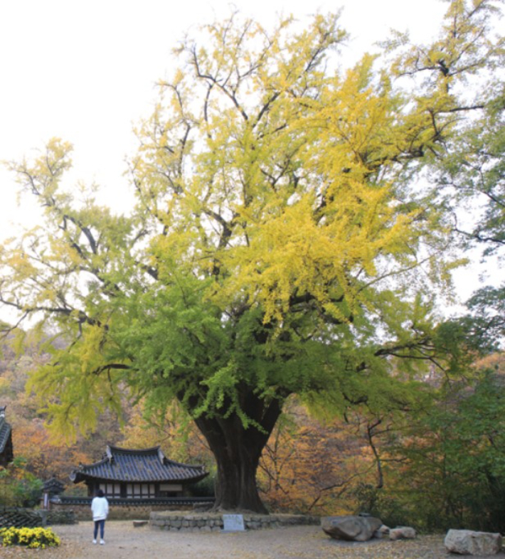 경주 왕신리 운곡서원 은행나무. 경북도 제공