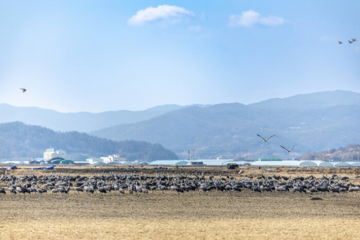 순천만 일대에서 흑두루미가 먹이 활동을 하고 있다. 순천시 제공