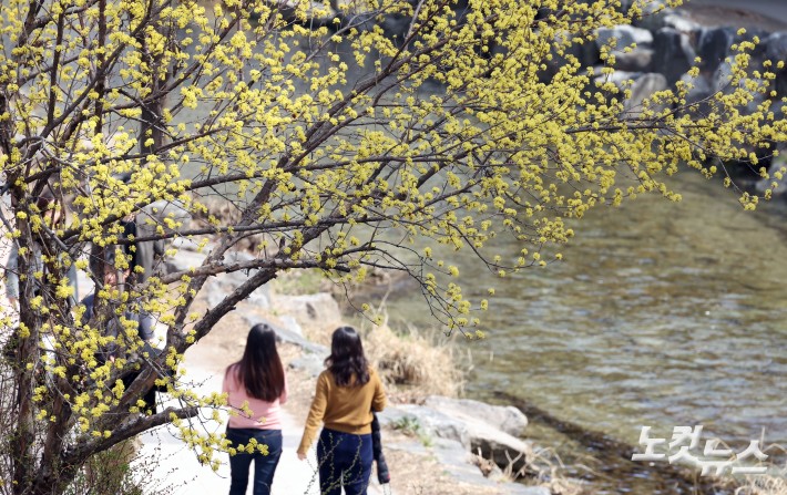 봄 알리는 산수유꽃