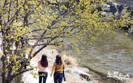 봄 알리는 산수유꽃