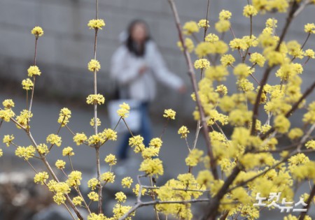 청계천에 활짝 핀 산수유꽃