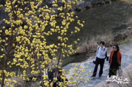 활짝 핀 산수유꽃