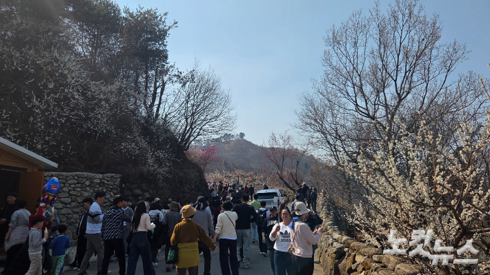 매화축제장에서 상춘객들이 돌담길을 오르고 있다. 박사라 기자 
