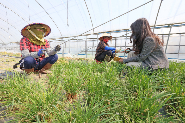 농가에서 일하는 외국인 근로자. 임실군 제공