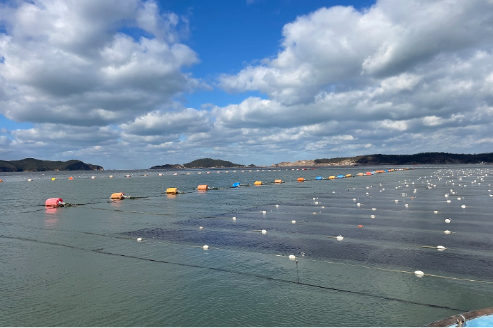 군산지역 김 양식장. 군산시 제공