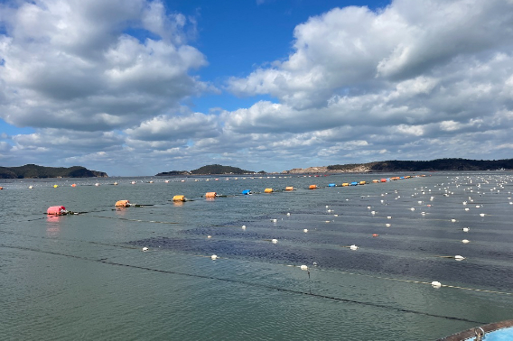 군산지역 김 양식장. 군산시 제공