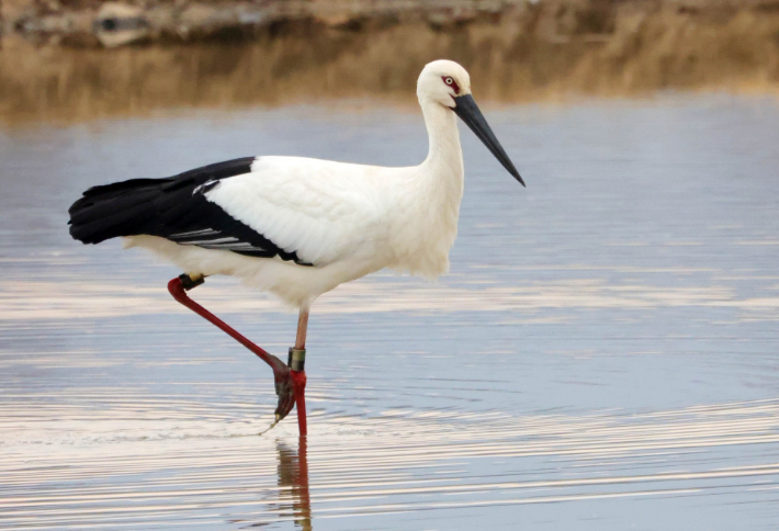 황새가 주남저수지 연꽃단지에서 휴식을 취하고 있다. 창원시 제공