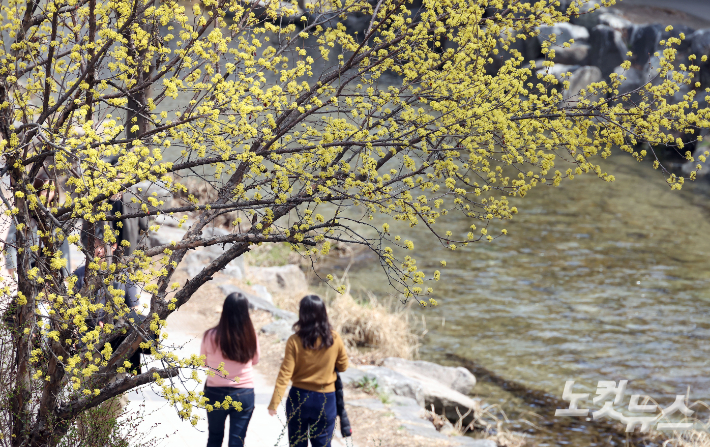 서울 낮 최고기온이 19도까지 오르며 완연한 봄 날씨를 보인 23일 서울 종로구 청계천을 찾은 시민들이 산수유꽃을 보며 산책하고 있다. 이날 기상청은 이달 말일까지 아침 기온은 영하 2도~영상 10도, 낮 기온은 영상 12~21도를 오르내리겠으며 이번 주 제주를 제외하고는 비 소식이 없을 것으로 예보했다. 황진환 기자