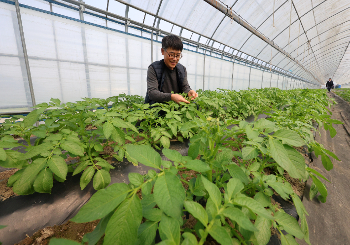 농한기 겨울감자 시설재배로 농가소득 창출. 연합뉴스
