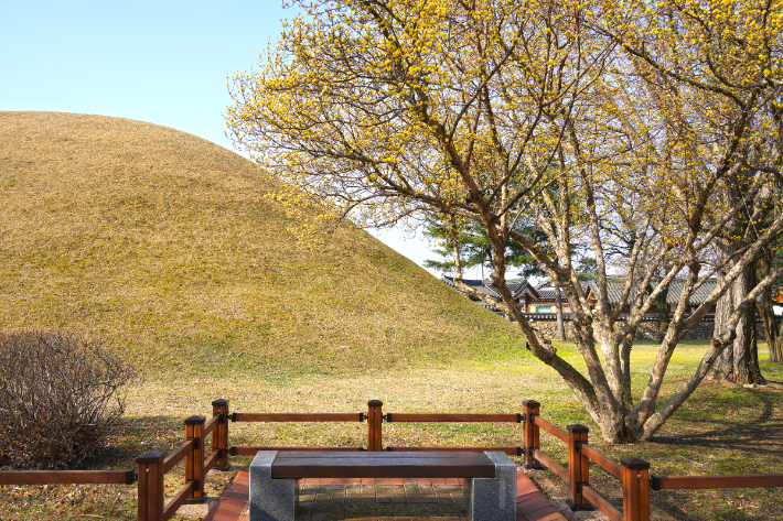 대릉원에 산수유가 피었다. 경주시 제공