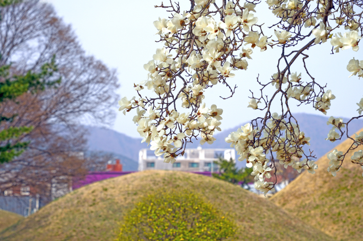 노서동 고분군 전경. 경주시 제공