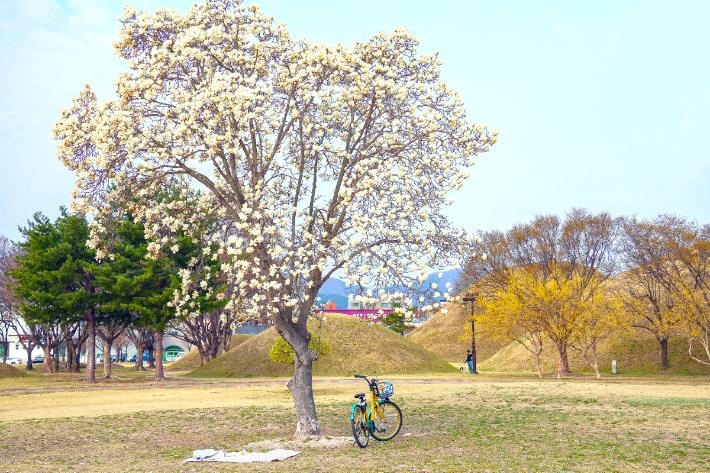 노서동 고분군에 목련이 피었다. 경주시 제공