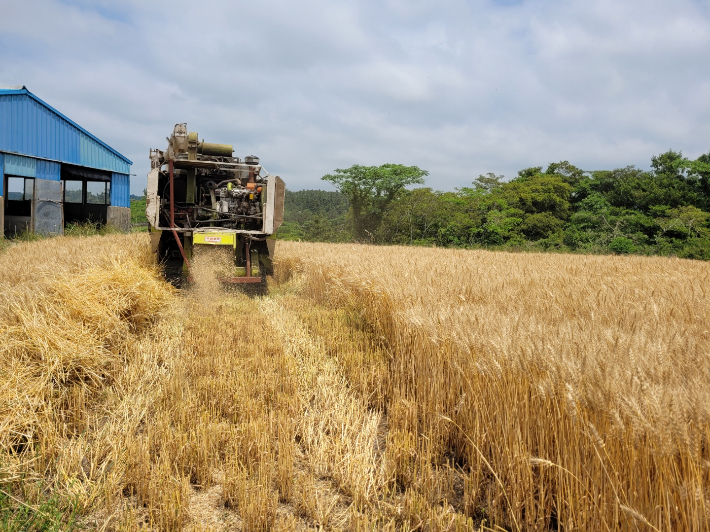 국산 밀 수확 작업. 제주도 농업기술원 제공