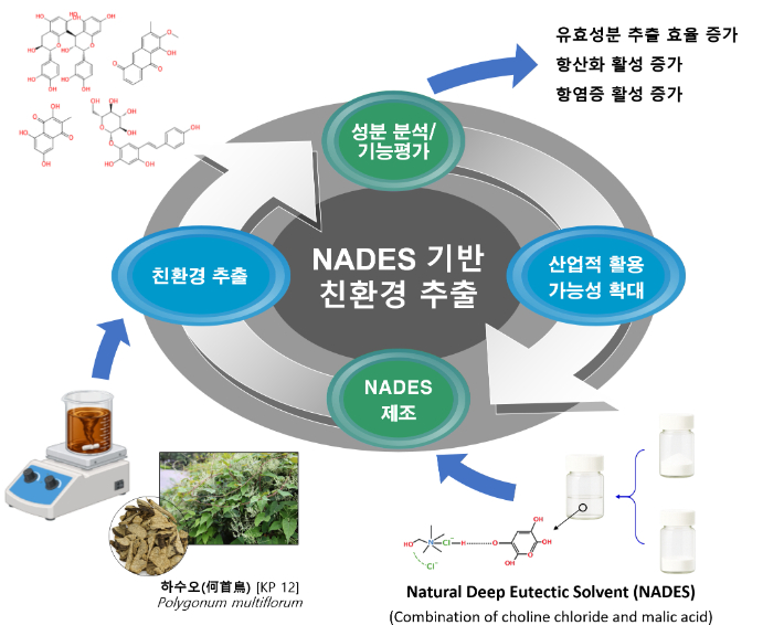 NADES 기반의 하수오 친환경 추출 연구 개요 및 결과 모식도. 한의학연 제공