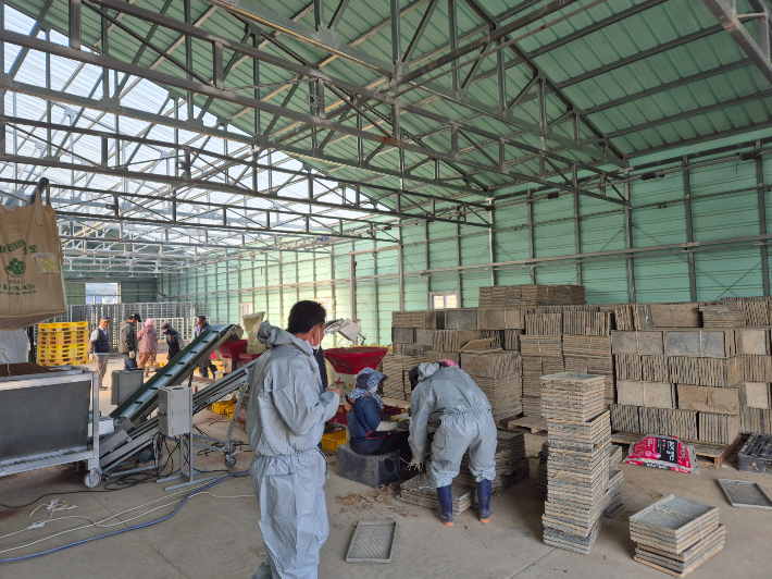 울진군이 벼 재배 농가를 대상으로 '못자리 10일 늦추기 운동'을 추진한다. 사진은 지난해 못자리 준비 모습. 울진군 제공