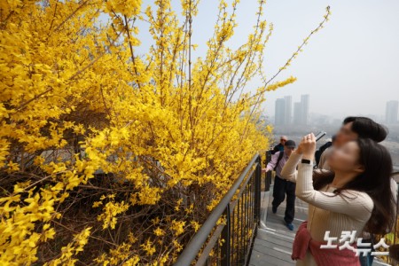 서울의 낮 기온이 21도까지 오르며 완연한 봄 날씨를 보이고 있는 가운데 27일 서울 성동구 응봉산 개나리 축제를 찾은 시민들이 봄을 즐기고 있다.