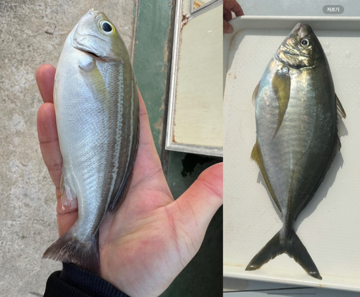 벤자리·흑점줄전갱이. 경남도청 제공 