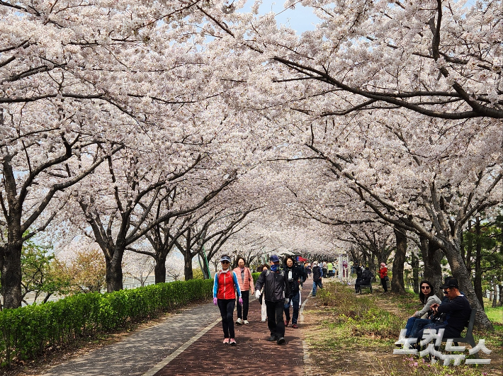 부산 사상구 삼락생태공원에 벚꽃이 만개하자 시민들이 봄을 맘껏 즐기고 있다. 정혜린 기자